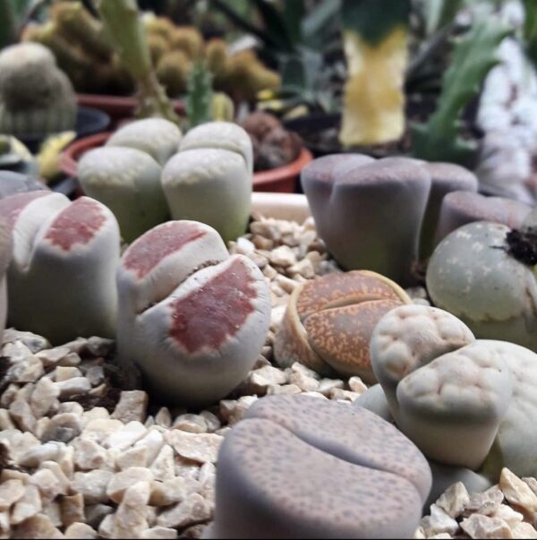 Coleção pessoal Retalhos Verdes, lithops com cinco anos de cultivo.