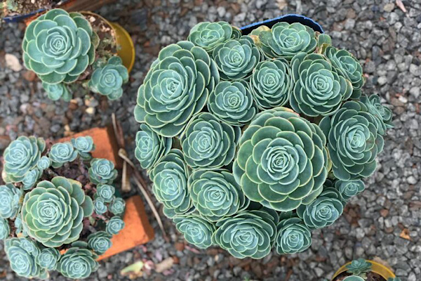 Echeveria glauca com roseta azulada e folhas compactas em vaso de barro