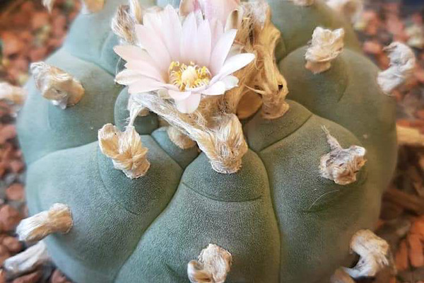 O cacto que nunca foi apenas uma planta