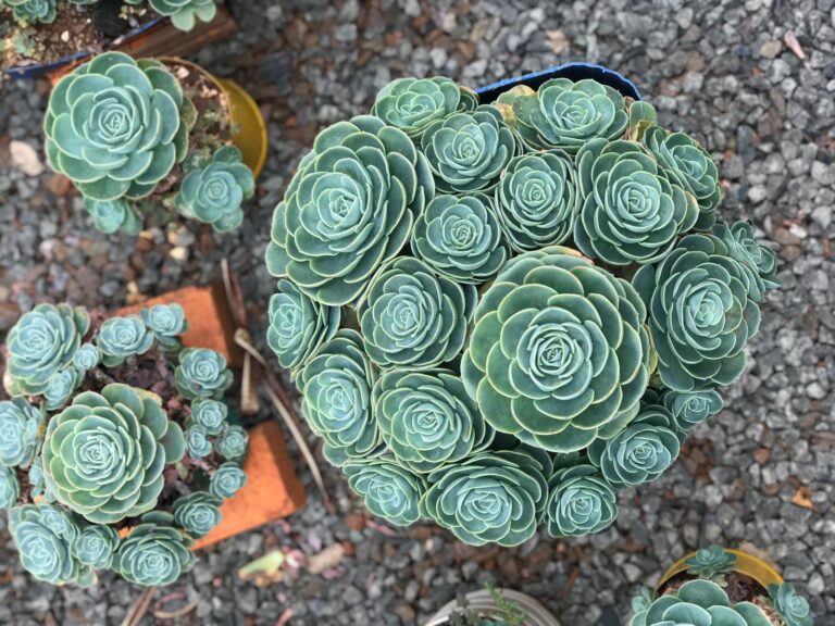 Echeveria glauca: conheça, cultive e se encante com essa suculenta