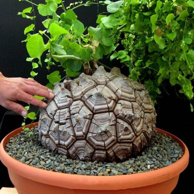 Como cultivar a Dioscorea elephantipes do jeito certo