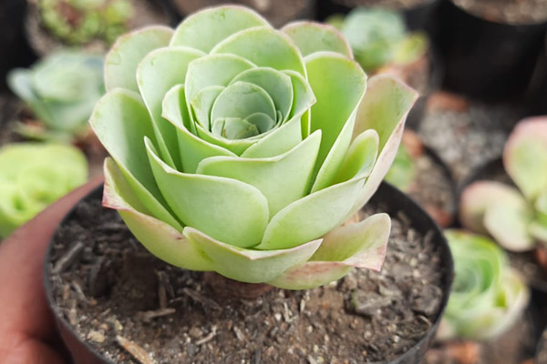 A suculenta que parece uma rosa verde