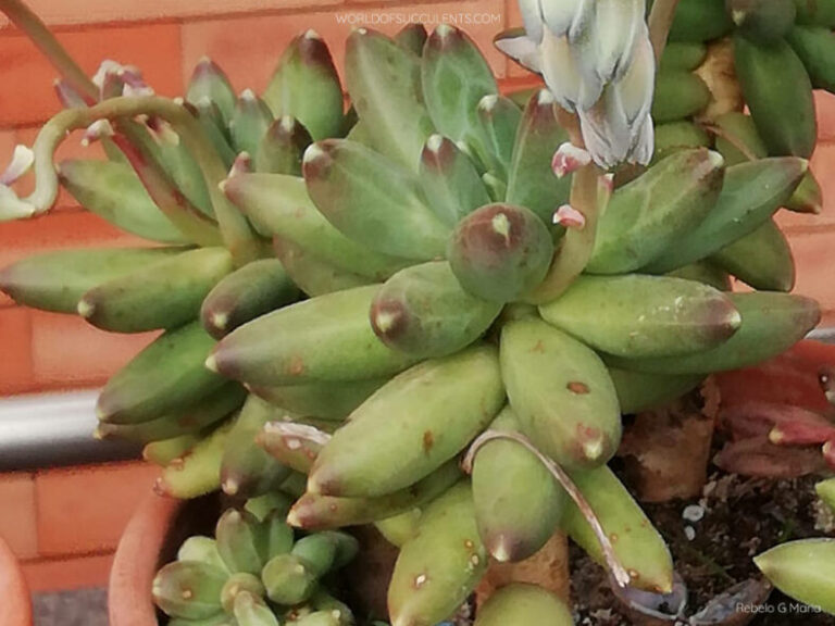 Pachyphytum: uma joia do deserto