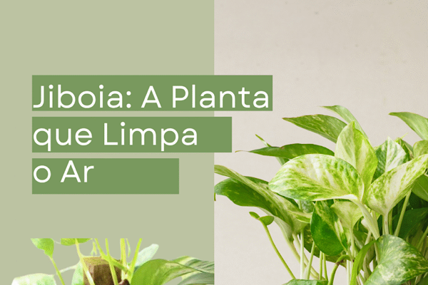 Jiboia (Epipremnum aureum) planta indicada para dentro de casa com folhas verdes variegadas