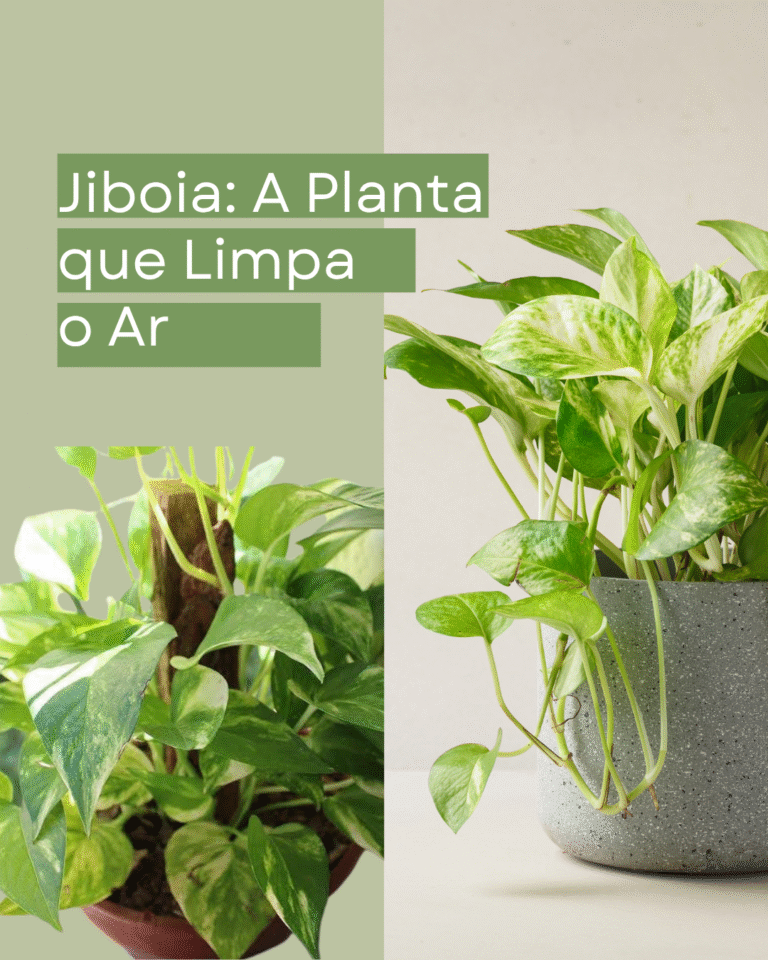 Jiboia: A Planta que Limpa o Ar e Enfeita o Silêncio
