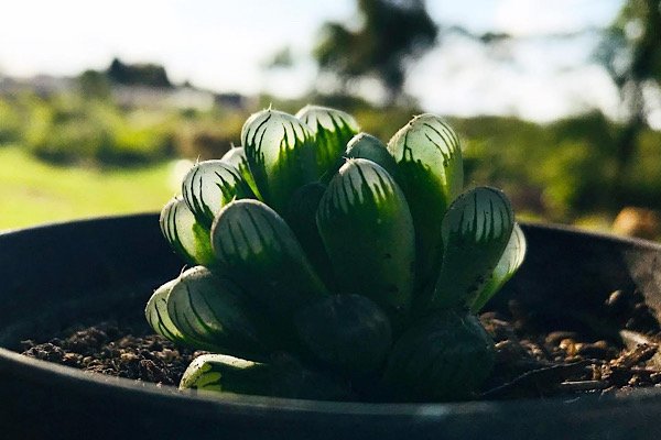 Haworthia cooperii com folhas verdes translúcidas cultivada em vaso