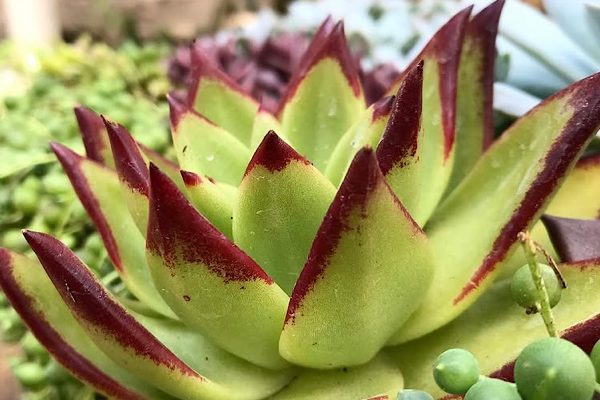 Echeveria Ebony: A Suculenta de Unhas Pintadas
