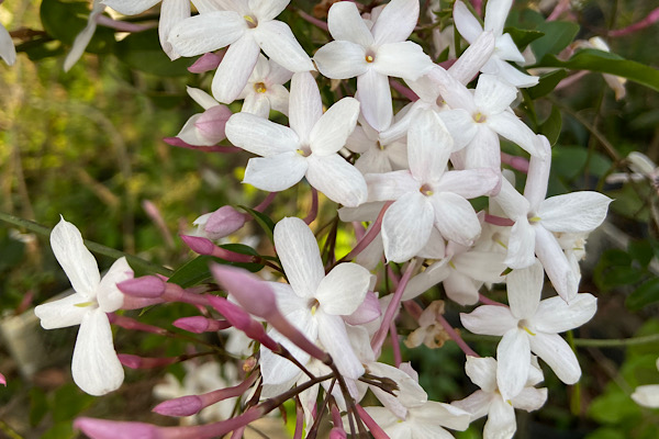 Jasmim-dos-Poetas: A Trepadeira que Floresce em Versos