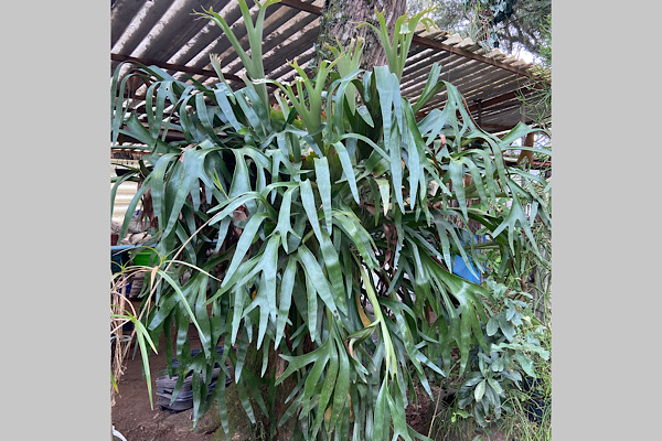 Chifre-de-Veado (Platycerium) – A Samambaia Escultural que Encanta Jardins e Interiores