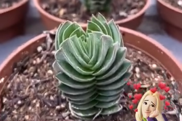 Como Cuidar da Crassula Buddha’s Temple