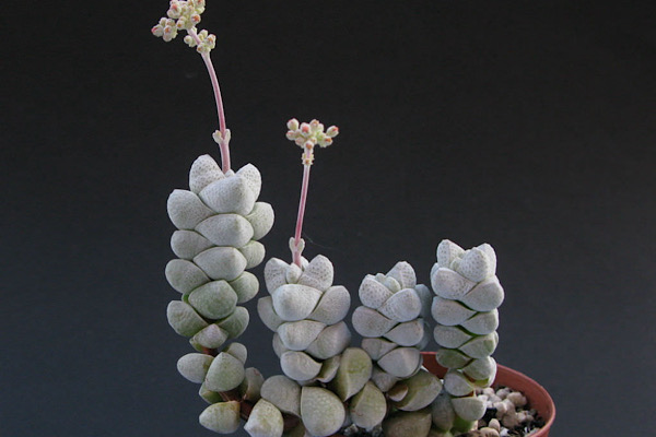 Como Cuidar da Crassula deceptor