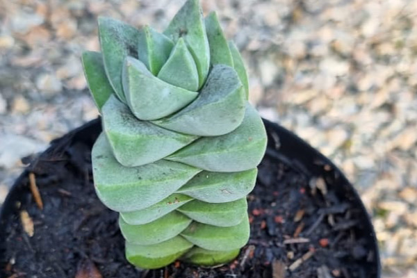 Como Cuidar da Crassula Moonglow