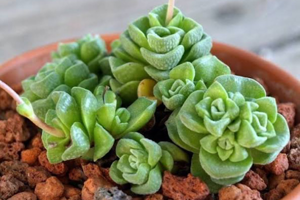 Como Cuidar da Crassula susannae