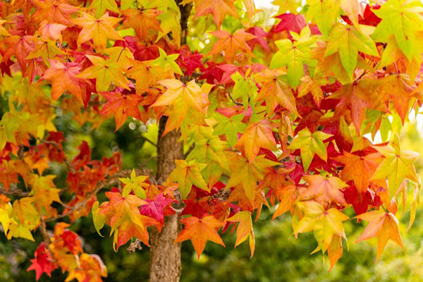 Liquidambar Como Cultivar