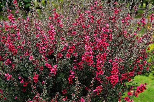 Érica Japonesa: Como Cultivar