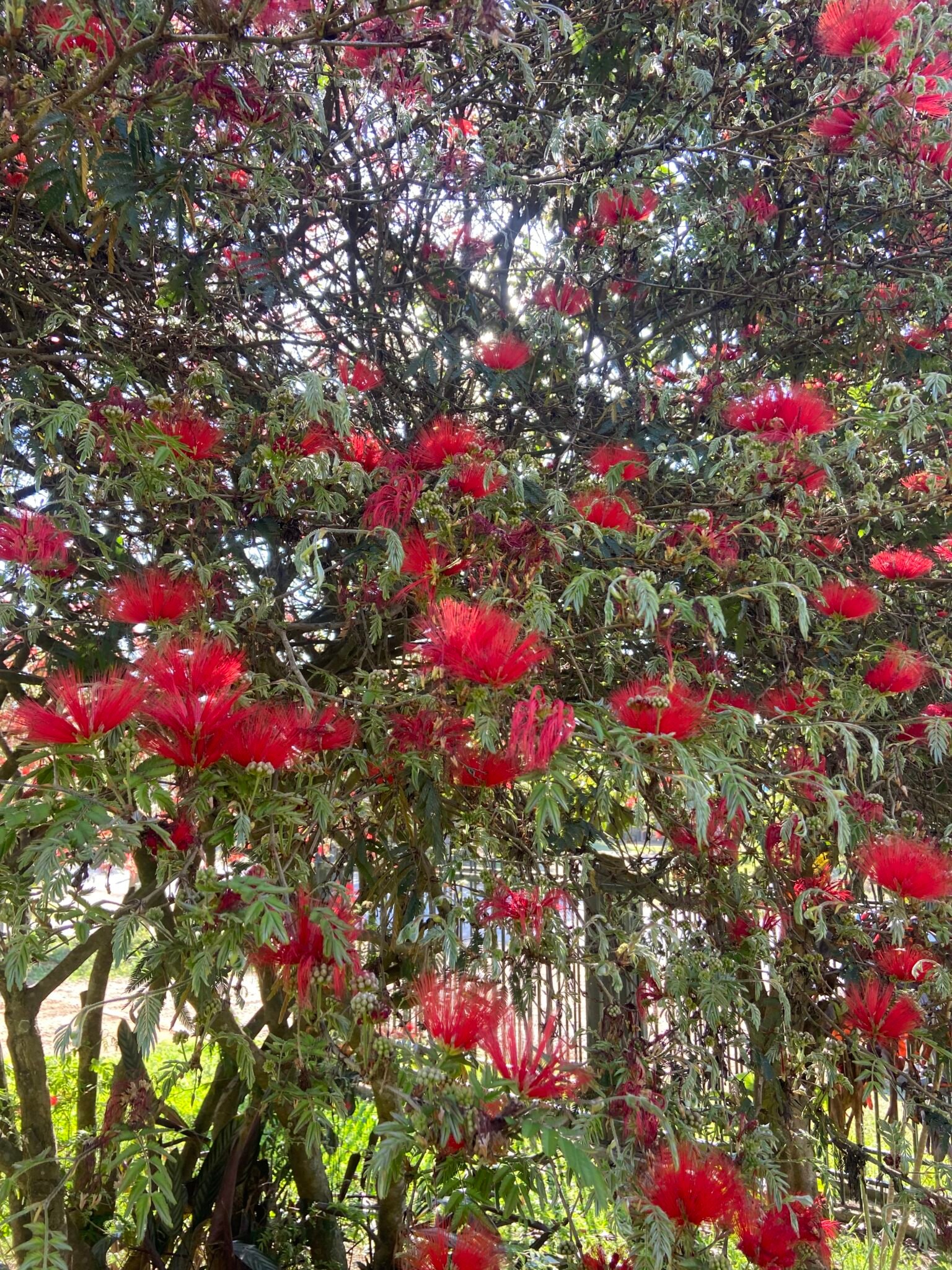 Caliandra Como Cultivar - Retalhos Verdes - Plantas para dentro de casa