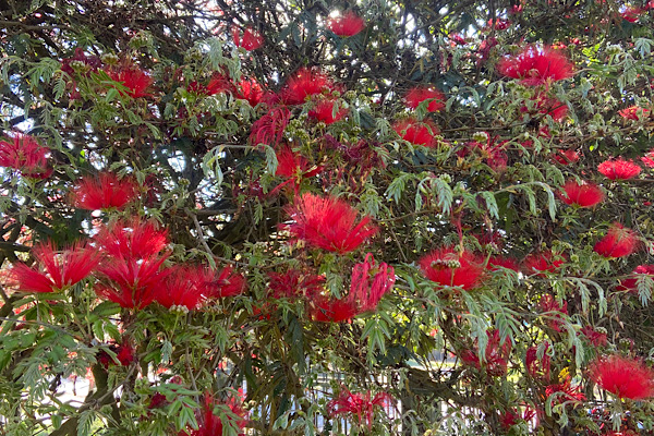 Caliandra Como Cultivar