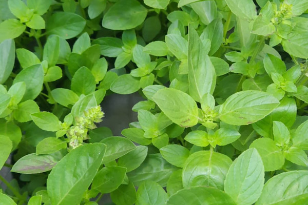 Manjericão: Aroma, Cultivo e Benefícios da Erva Sagrada da Culinária