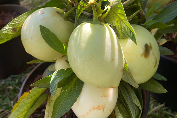 Melão-andino: O Fruto Exótico dos Andes com Sabor de Melão e Frescor de Pepino