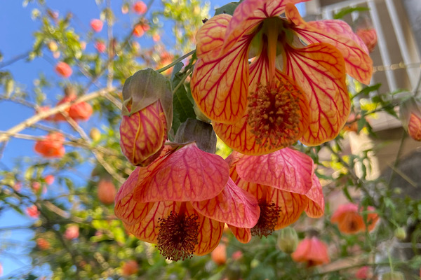 Abutilon: A Beleza Delicada da Lanterna Chinesa