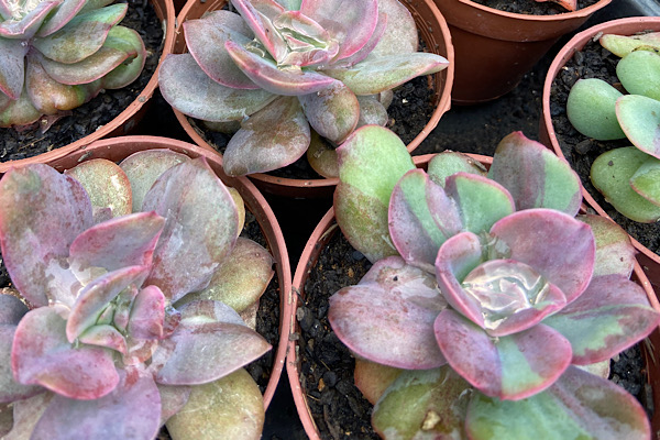 Echeveria Goiabinha: A Suculenta Brasileira
