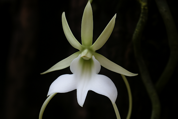 Orquídea-fantasma (Dendrophylax lindenii): O Mistério da Flor que Parece Flutuar