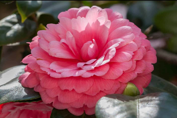 Middlemist’s Vermelha: A Flor Mais Rara do Mundo