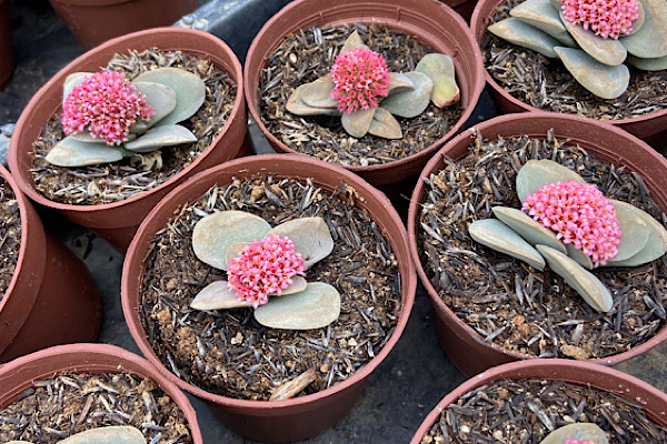 Crassula Springtime