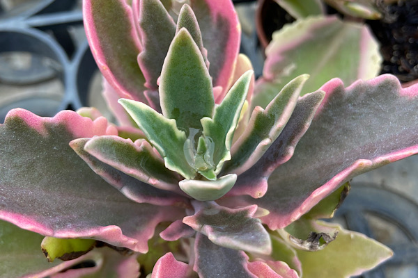 Kalanchoe laciniata Como Cultivar