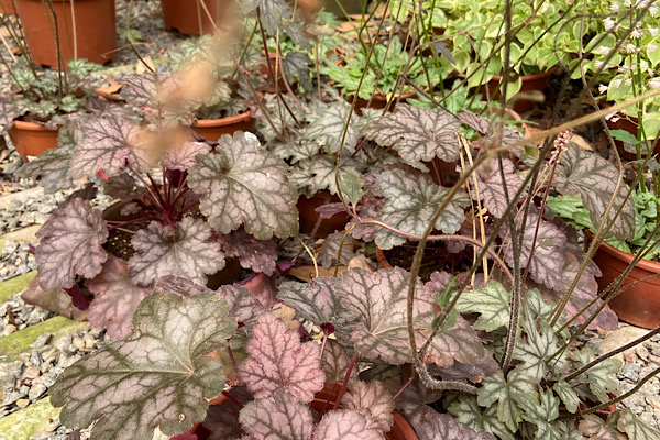 Heuchera: A Folhagem que Transforma Jardins em Palcos de Cores