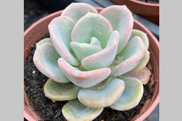 Echeveria ‘Orpet’: A Joia Discreta das Suculentas