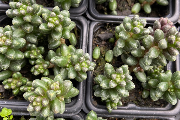 Sedum furfuraceum: A Suculenta de Textura Aveludada e Cores de Outono