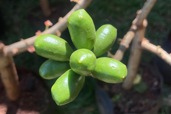 Seriguela (Spondias purpurea)