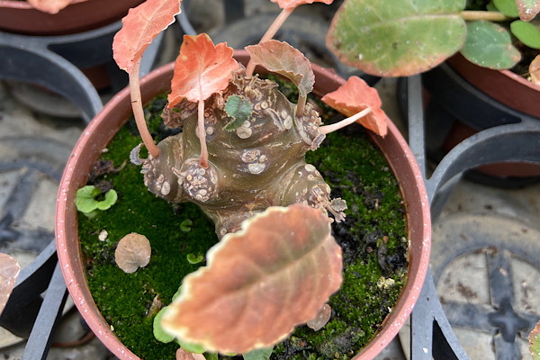Dorstenia foetida (Dorstenia foetida Schweinf.): a suculenta de formas incomuns e energia ancestral