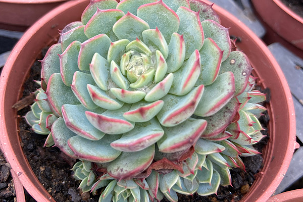 Echeveria mínima (Echeveria minima Baker): a joia mexicana que traduz leveza e perfeição natural