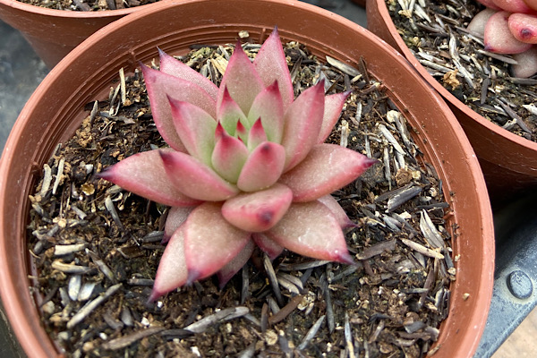 Echeveria ‘Celestia’ (Echeveria agavoides ‘Celestia’)