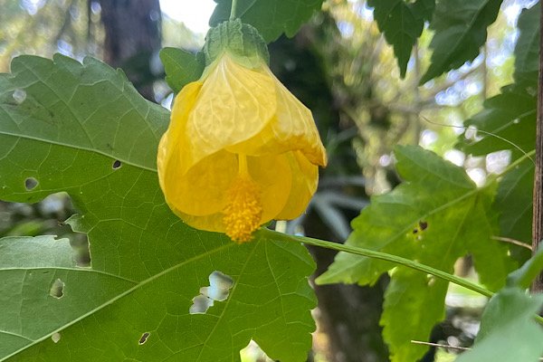 abutilon amarelo com folhas verdes