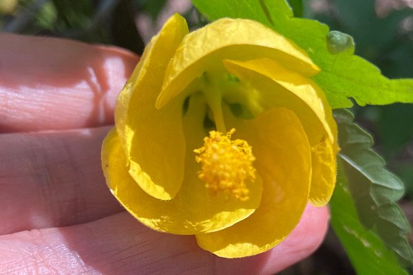 close flor de abutilon amarelo