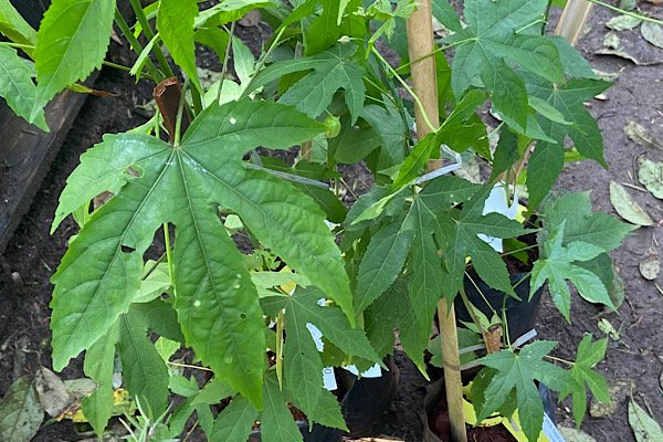 Folhas de abutilon amarelo