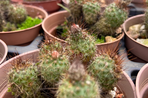 Frailea: o gênero de cactos que floresce em silêncio e guarda os segredos da aridez