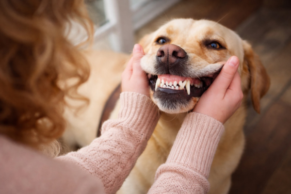 sorrido saudavel do pet