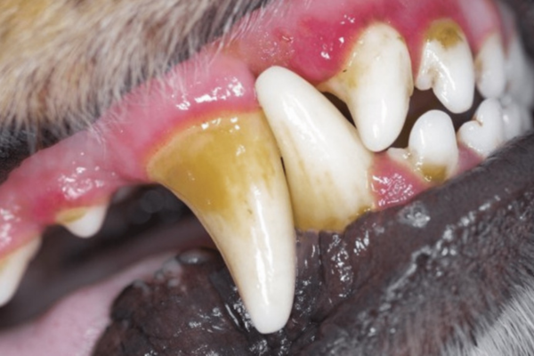 cachorro com tártaro nos dentes