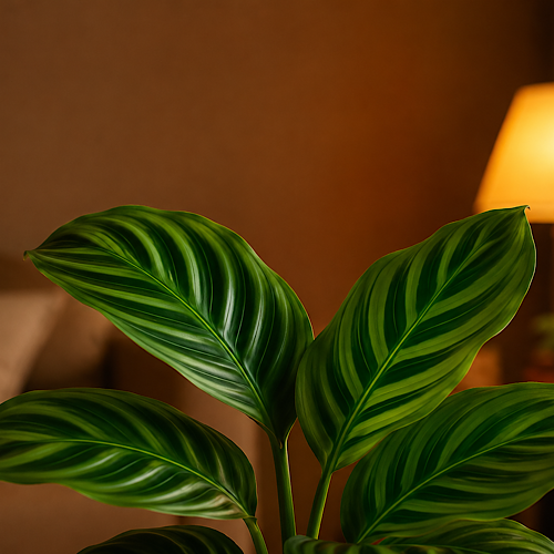 plantas mudam o clima em ambientes internos