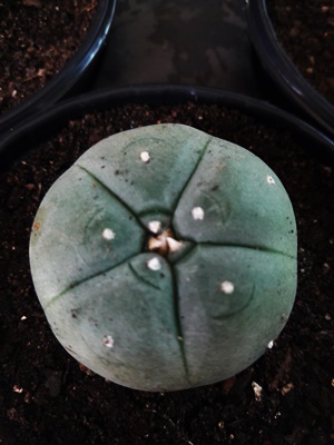 Acervo pessoal de cacto peiote.