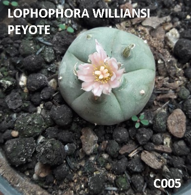 Acervo pessoal de cacto peiote.