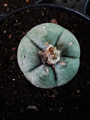 Acervo pessoal de cacto peiote.