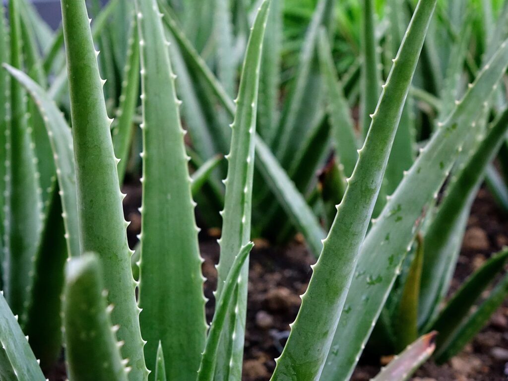 Aloe vera reconhecida como a primeira suculenta da história da humanidade