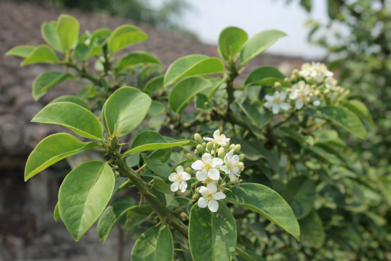 Ora-pro-nóbis, planta alimentícia rica em proteínas e resistente à seca, cultivada tradicionalmente em quintais brasileiros