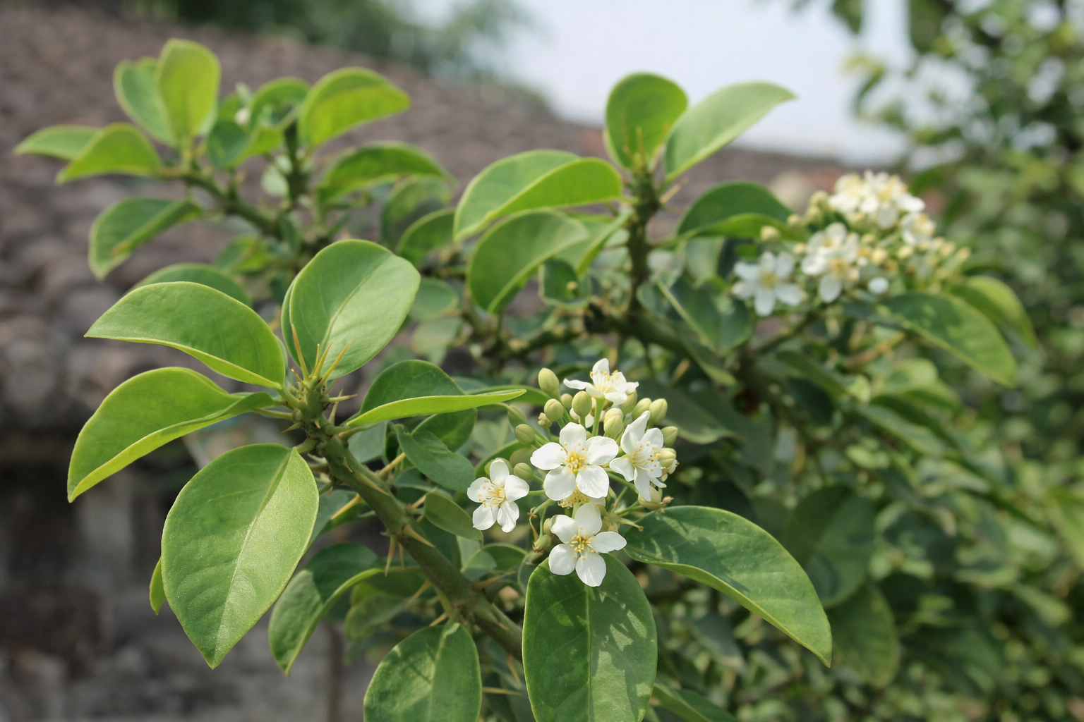 Ora-pro-nóbis, planta alimentícia rica em proteínas e resistente à seca, cultivada tradicionalmente em quintais brasileiros