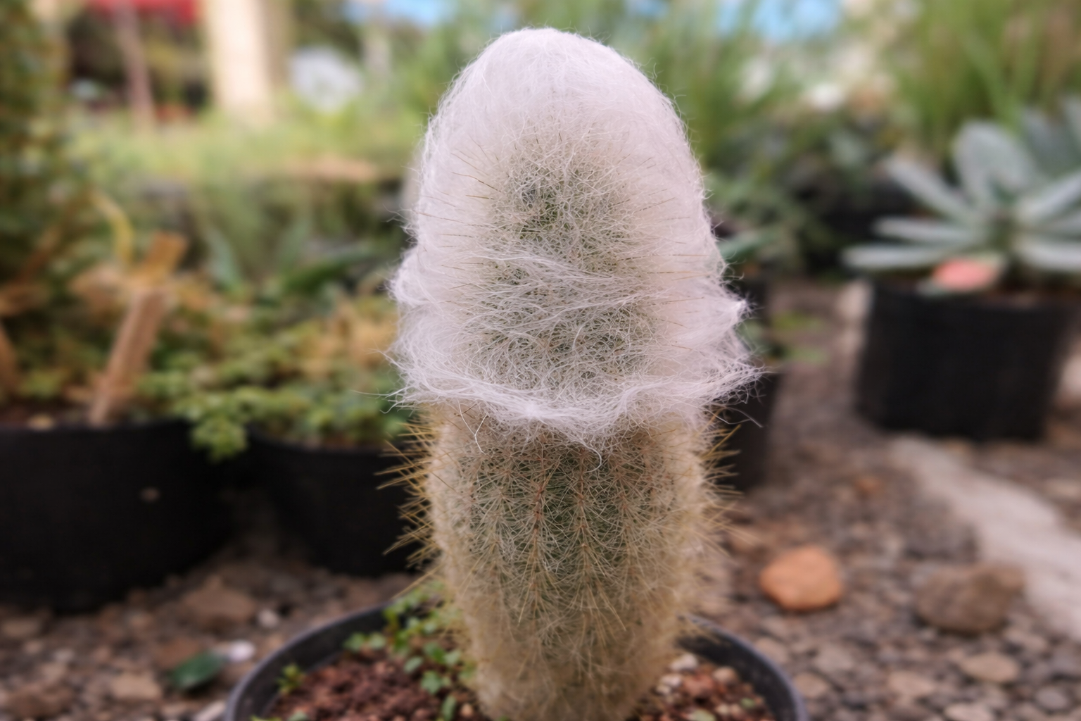 Cephalocereus senilis, cacto coberto por pelos brancos que ajudam a reduzir o impacto do calor extremo no deserto